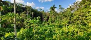 Finca Ecológica Auto-Sostenible en la Cuenca Amazónica del Ecuador, Dayuma, Coca, Orellana