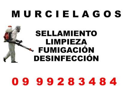 MURCIELAGOS EN SU TUMBADO (DESINFECCION 0999283484)