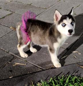 Lobos Siberianos Husky 100% vacunados