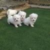 Regalo Mini Toy Cachorros Bichon Maltes para su adopcion libre,