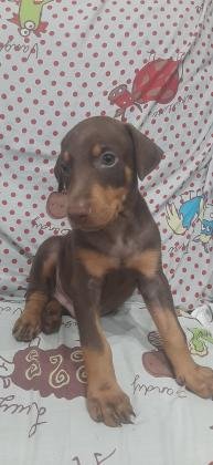 CACHORROS DOBERMAN