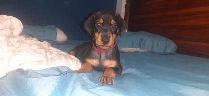 CACHORROS DOBERMAN