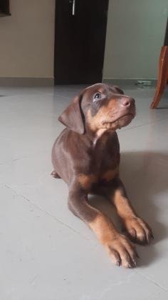 CACHORROS DOBERMAN