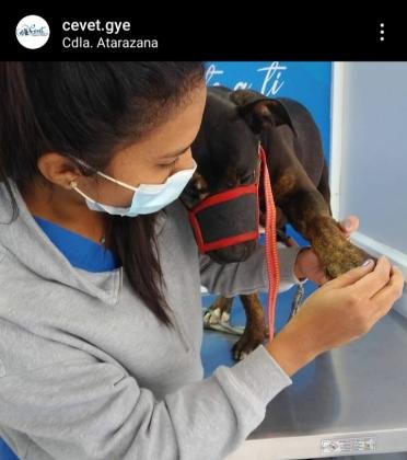 Veterinario a Domicilio Guayaquil