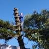 Poda y tala de árboles y palmeras