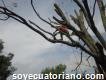 Servicio profesional poda y tala de árboles
