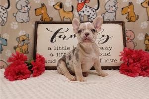 Cachorros / Bulldog Francés