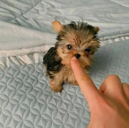 cachorros yorkshire para adopcion